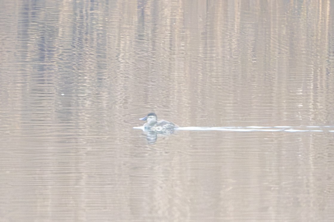 Ruddy Duck - ML632333752