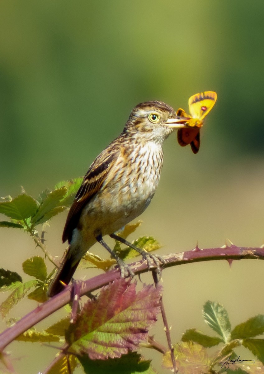 Spectacled Tyrant - ML632333807