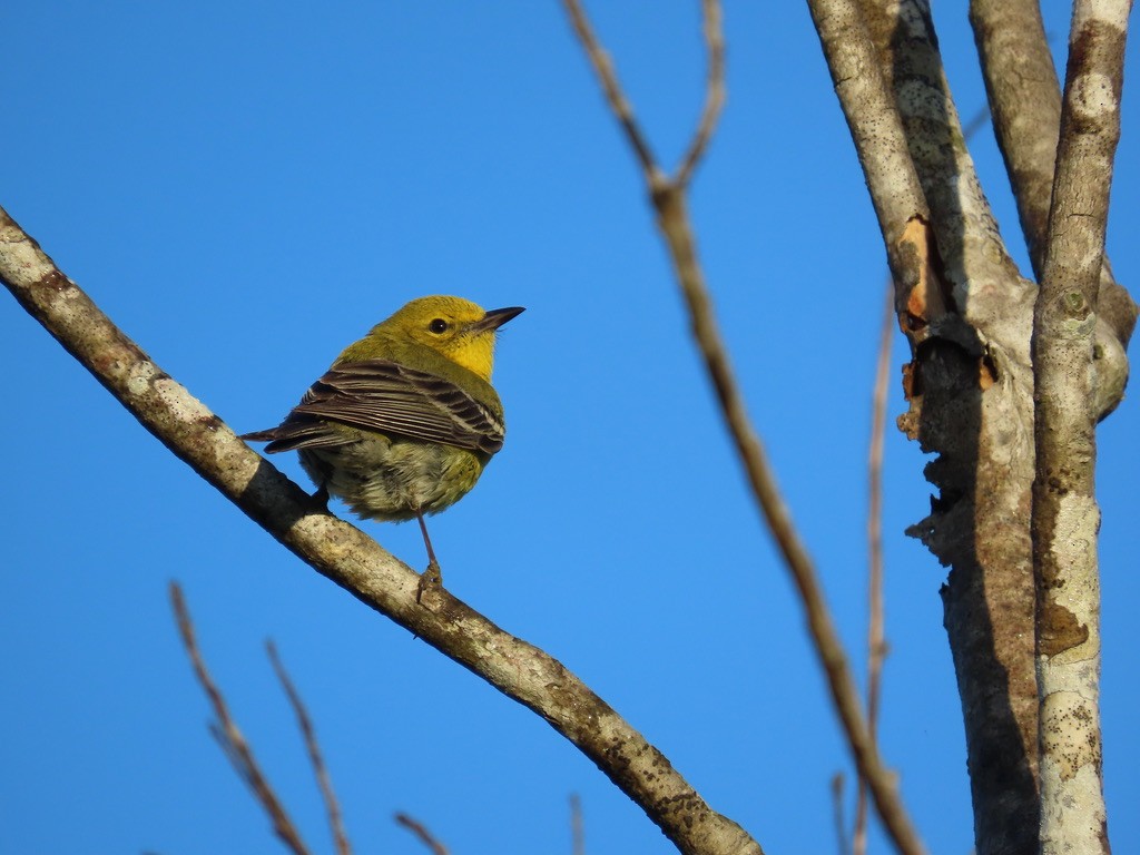 Pine Warbler - ML632333815
