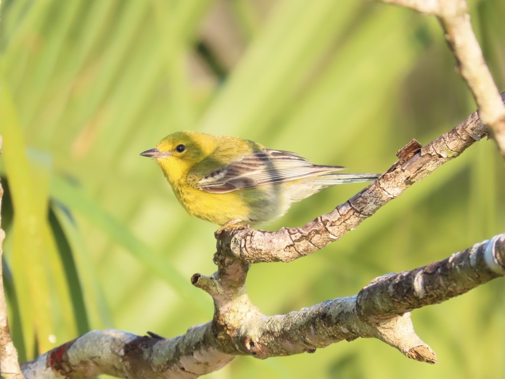 Pine Warbler - ML632333816