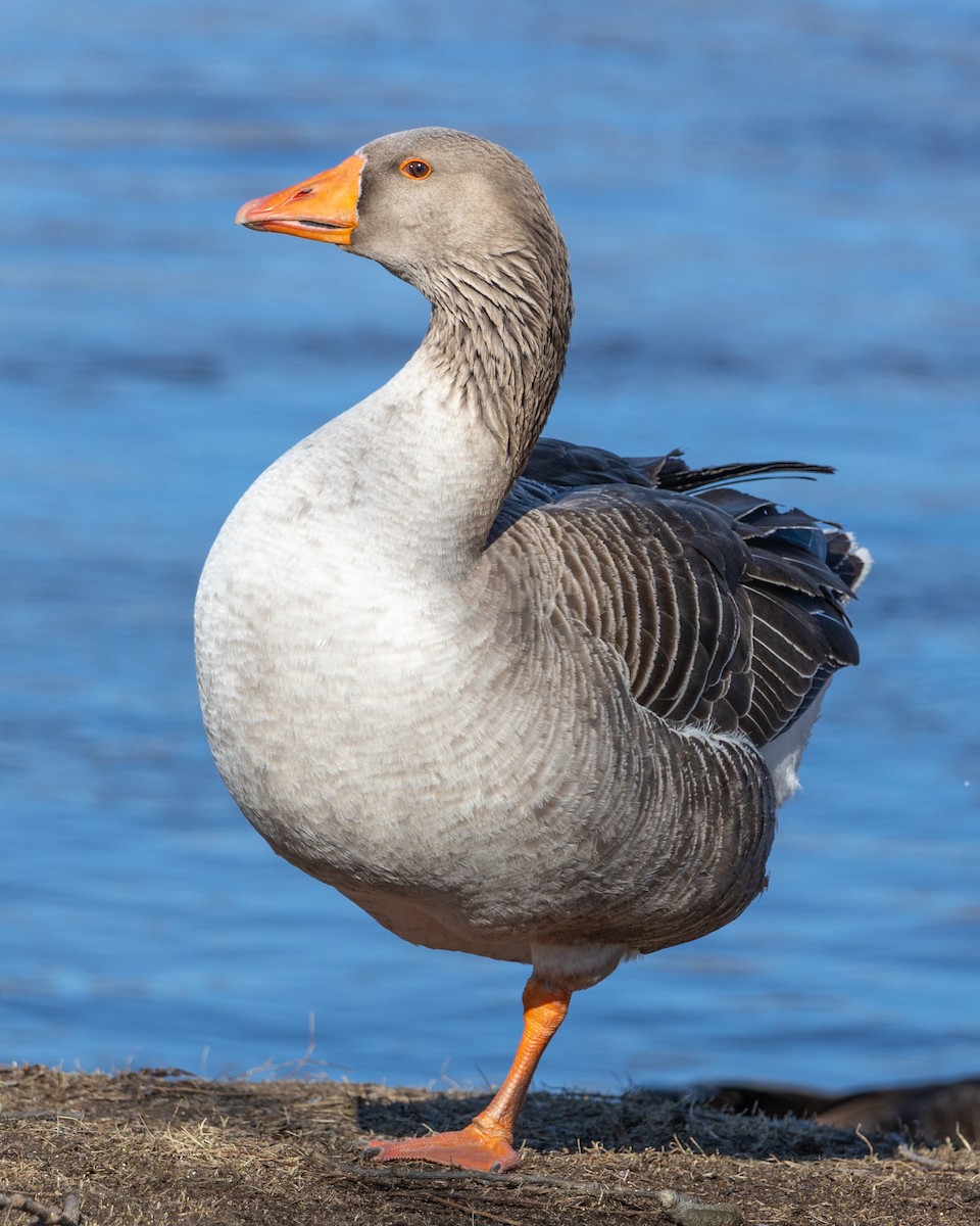 Graylag Goose - ML632333921