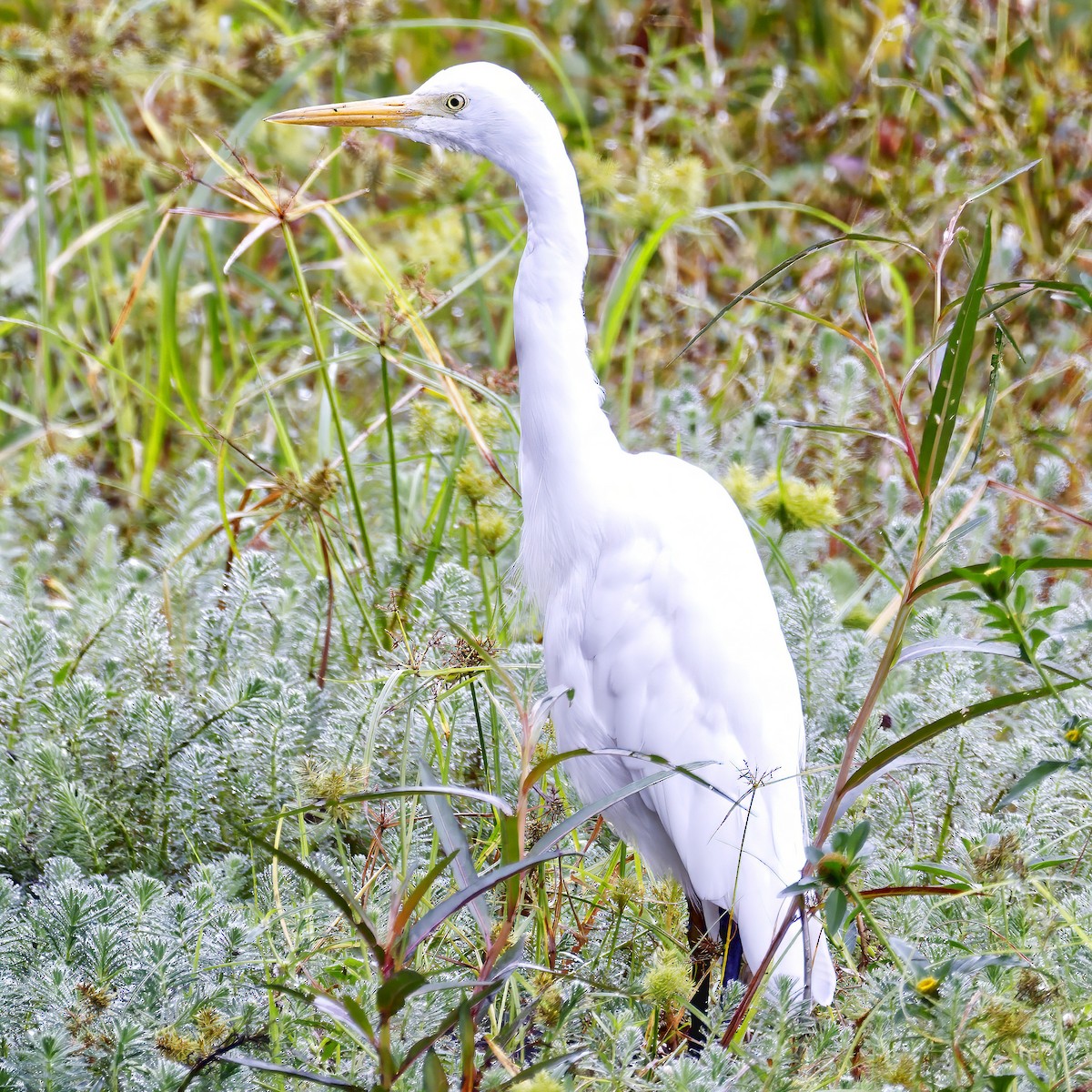 Plumed Egret - ML632333999