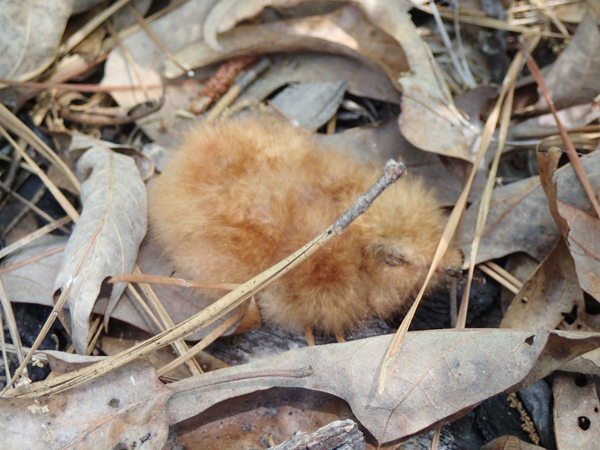 Eastern Whip-poor-will - ML63233411