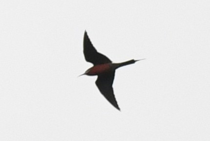 Rosy Bee-eater - ML632334130