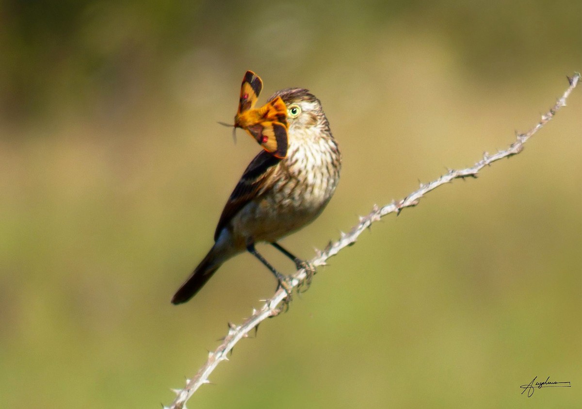 Spectacled Tyrant - ML632334135