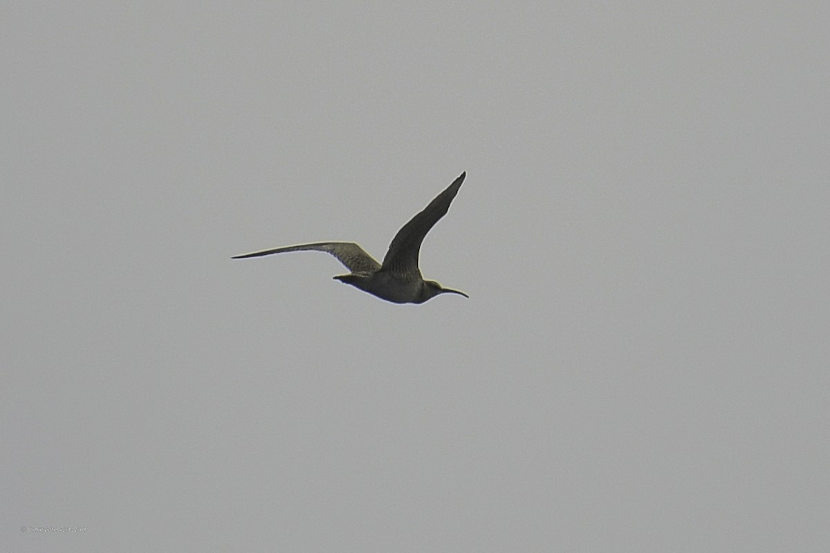 Whimbrel - ML632334483