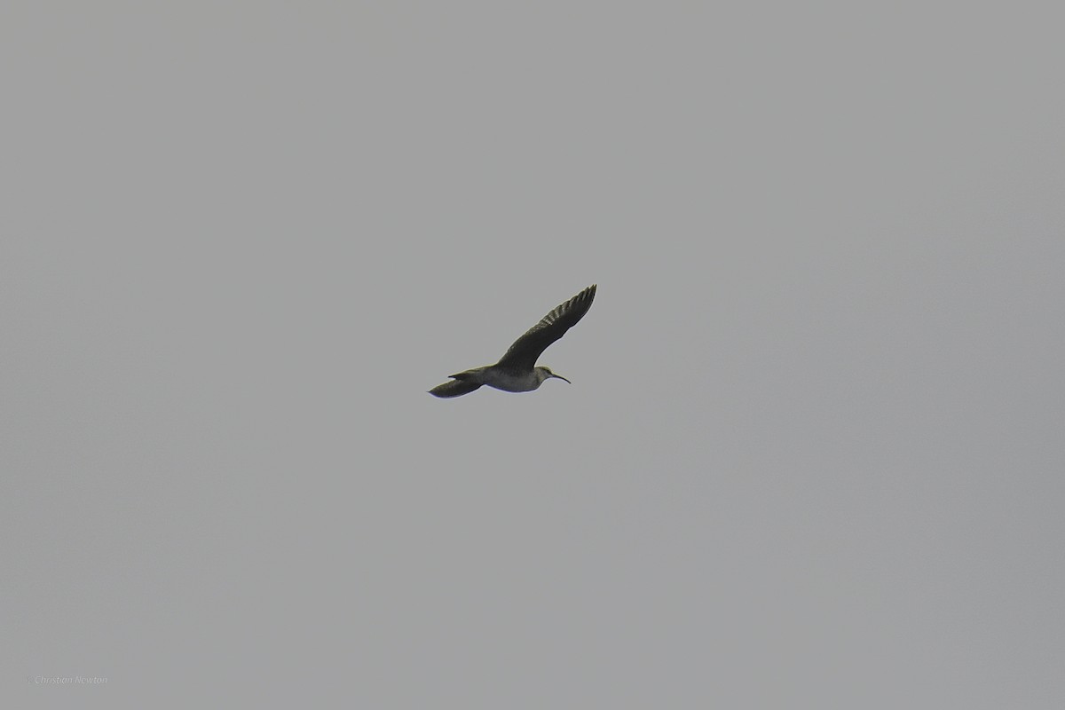 Whimbrel - ML632334484