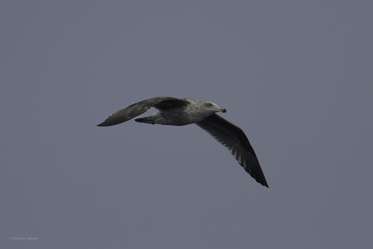 Western Gull - ML632334499