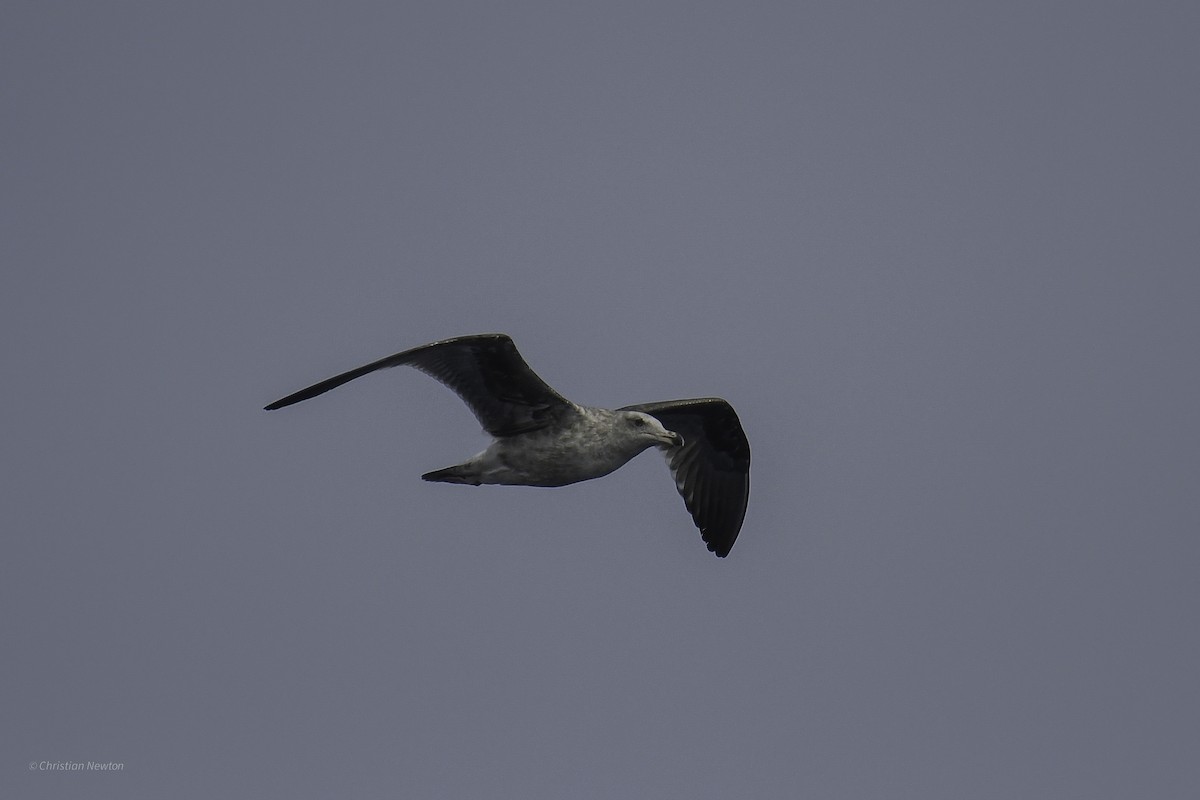 Western Gull - ML632334500