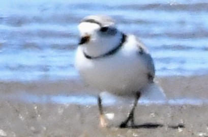 Piping Plover - ML632334525