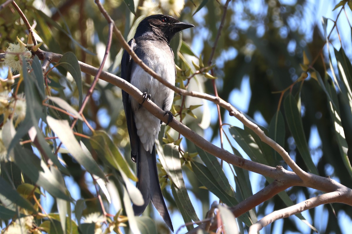 White-bellied Drongo - ML632334575