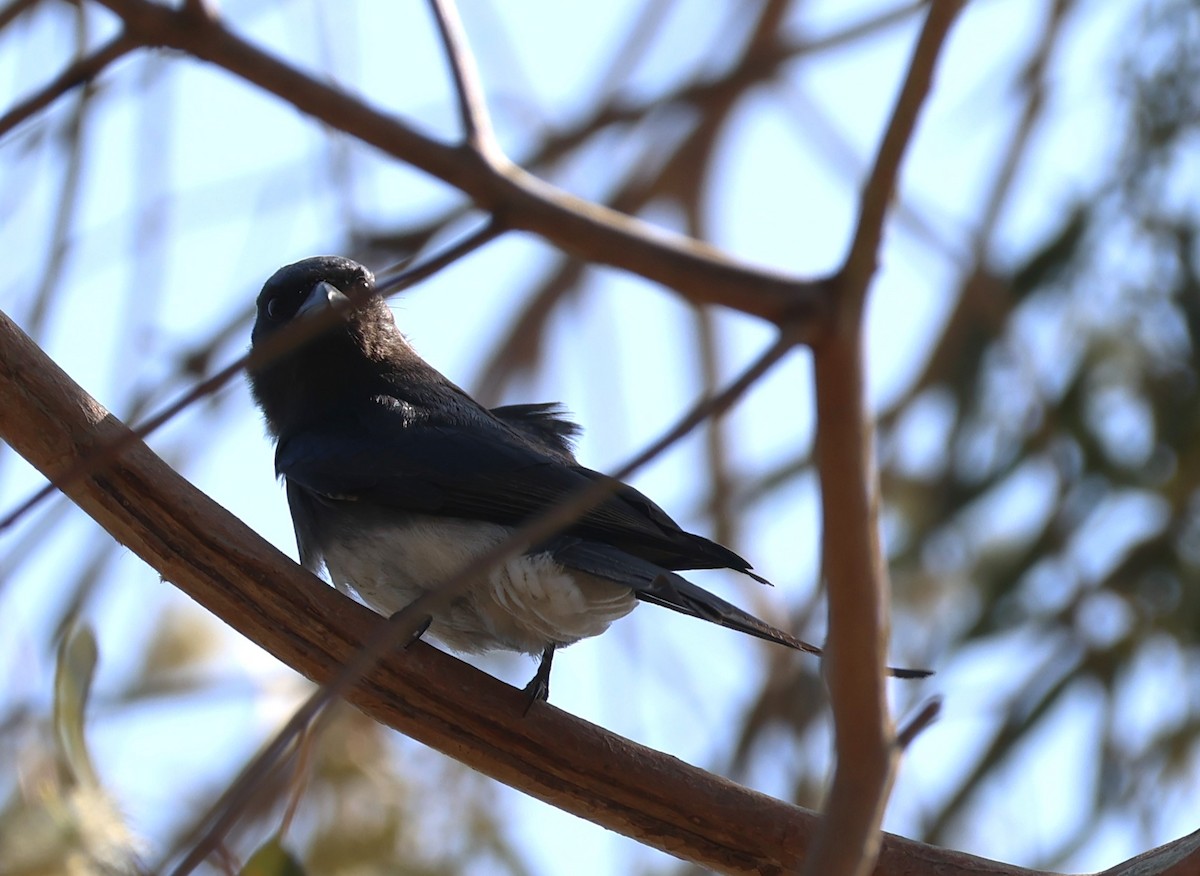 White-bellied Drongo - ML632334589