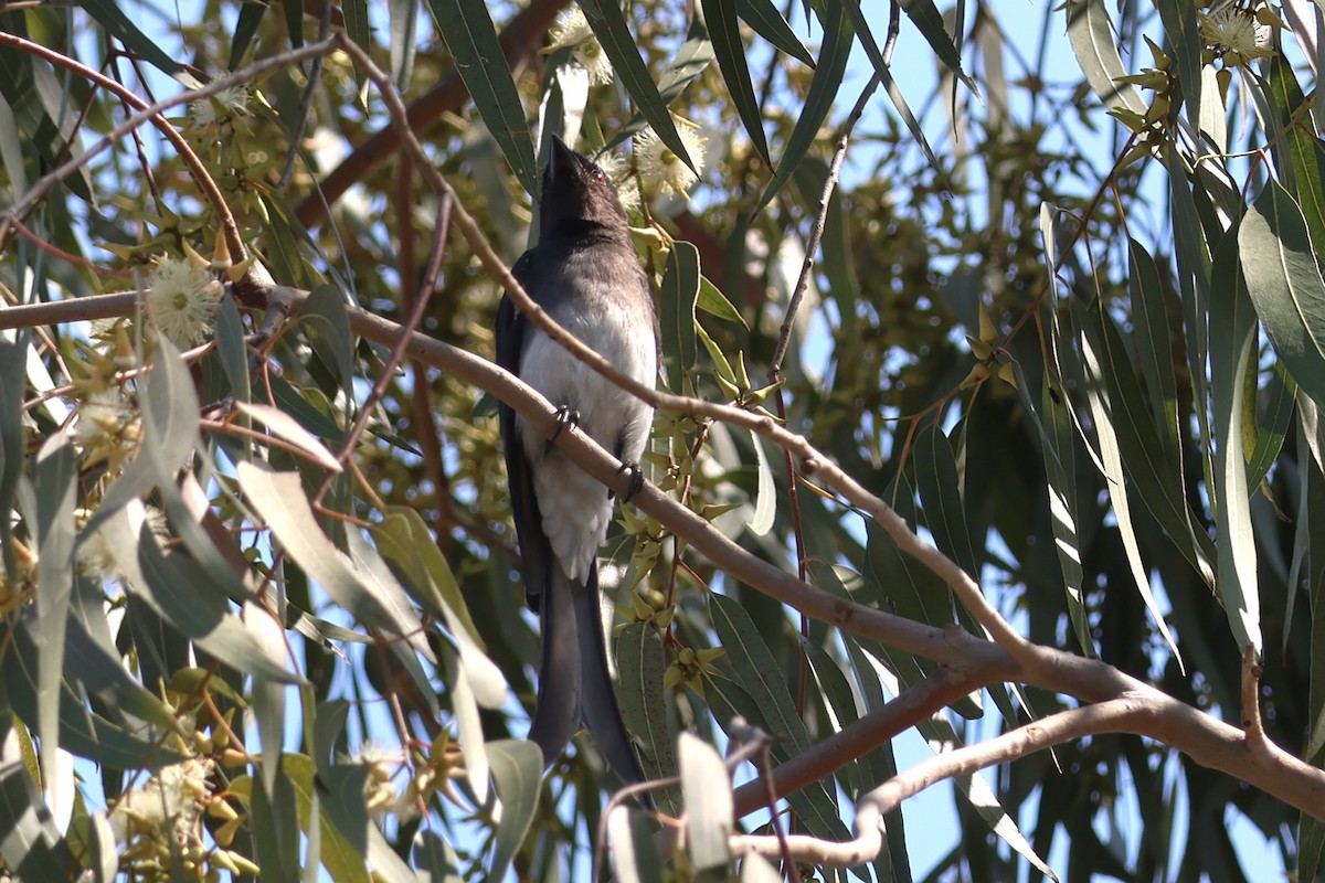 White-bellied Drongo - ML632334593
