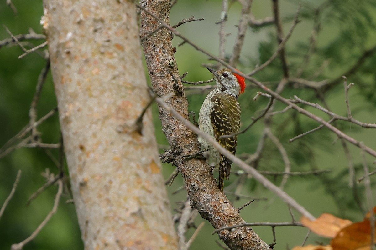 Cardinal Woodpecker - ML632334608