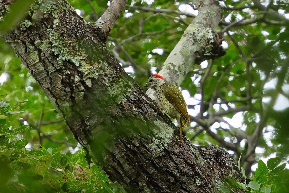 Green-backed Woodpecker - ML632334614