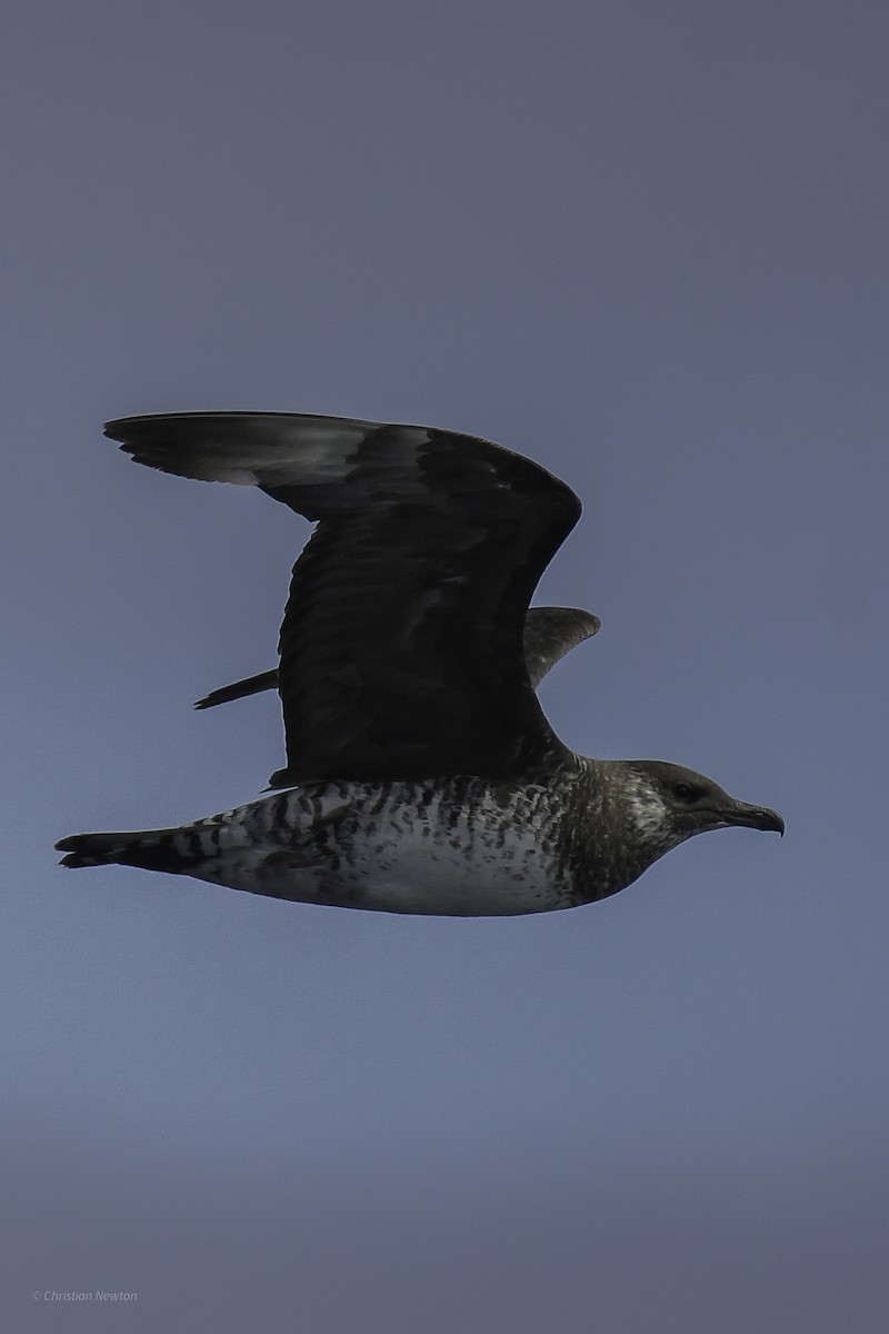 Pomarine Jaeger - ML632334615