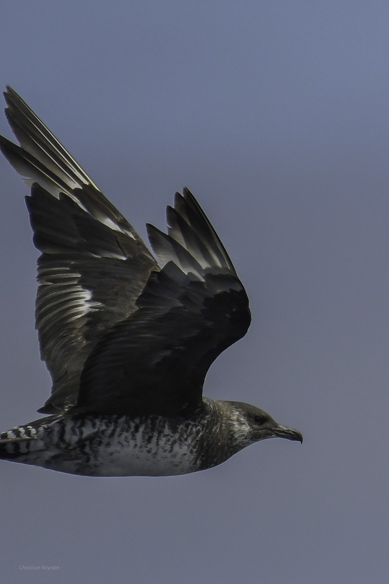 Pomarine Jaeger - ML632334616
