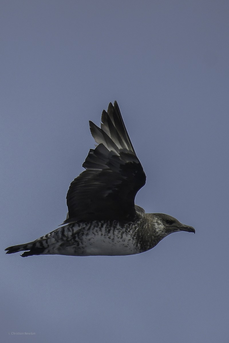 Pomarine Jaeger - ML632334617