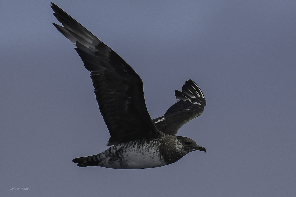 Pomarine Jaeger - ML632334618