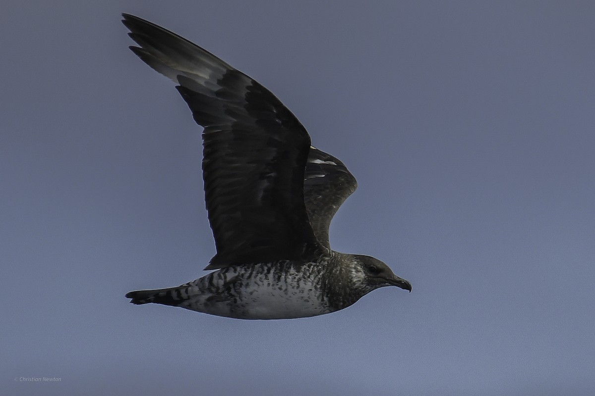 Pomarine Jaeger - ML632334619