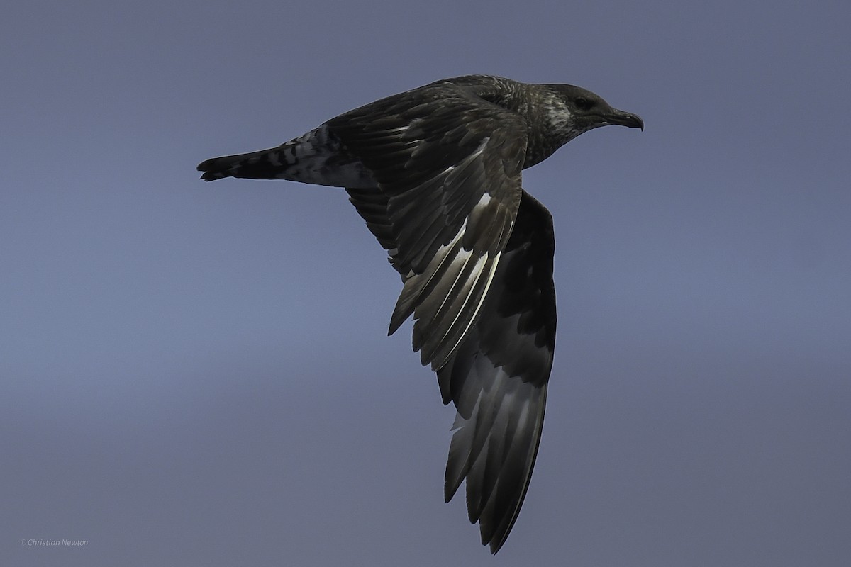 Pomarine Jaeger - ML632334620