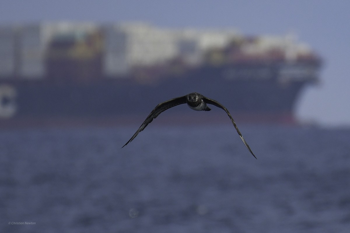 Pomarine Jaeger - ML632334621