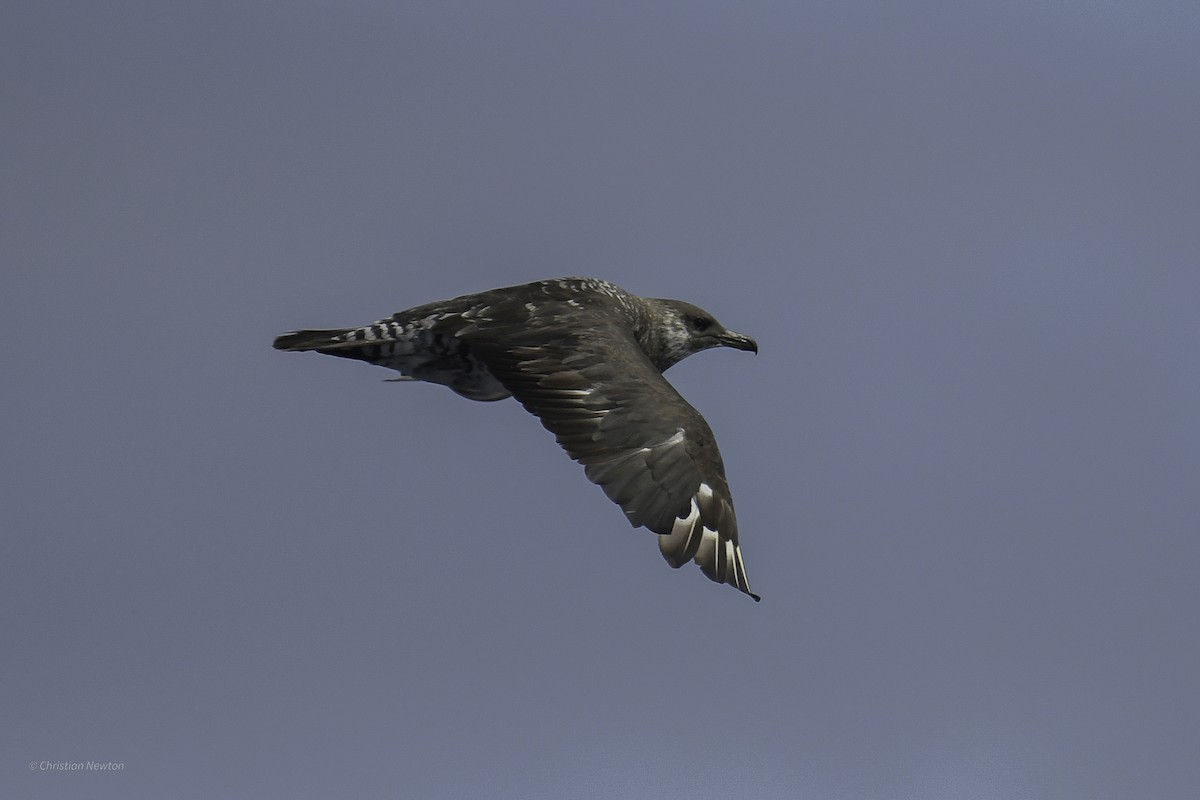 Pomarine Jaeger - ML632334622