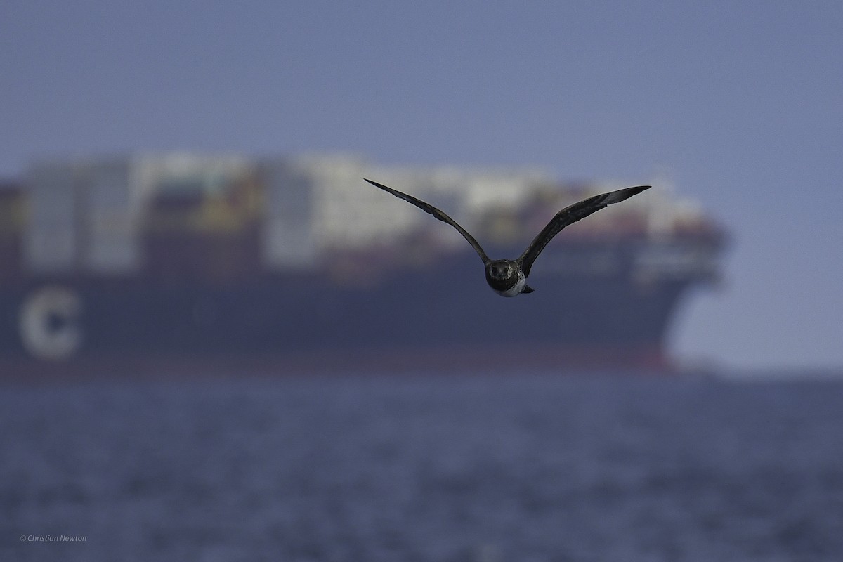 Pomarine Jaeger - ML632334623