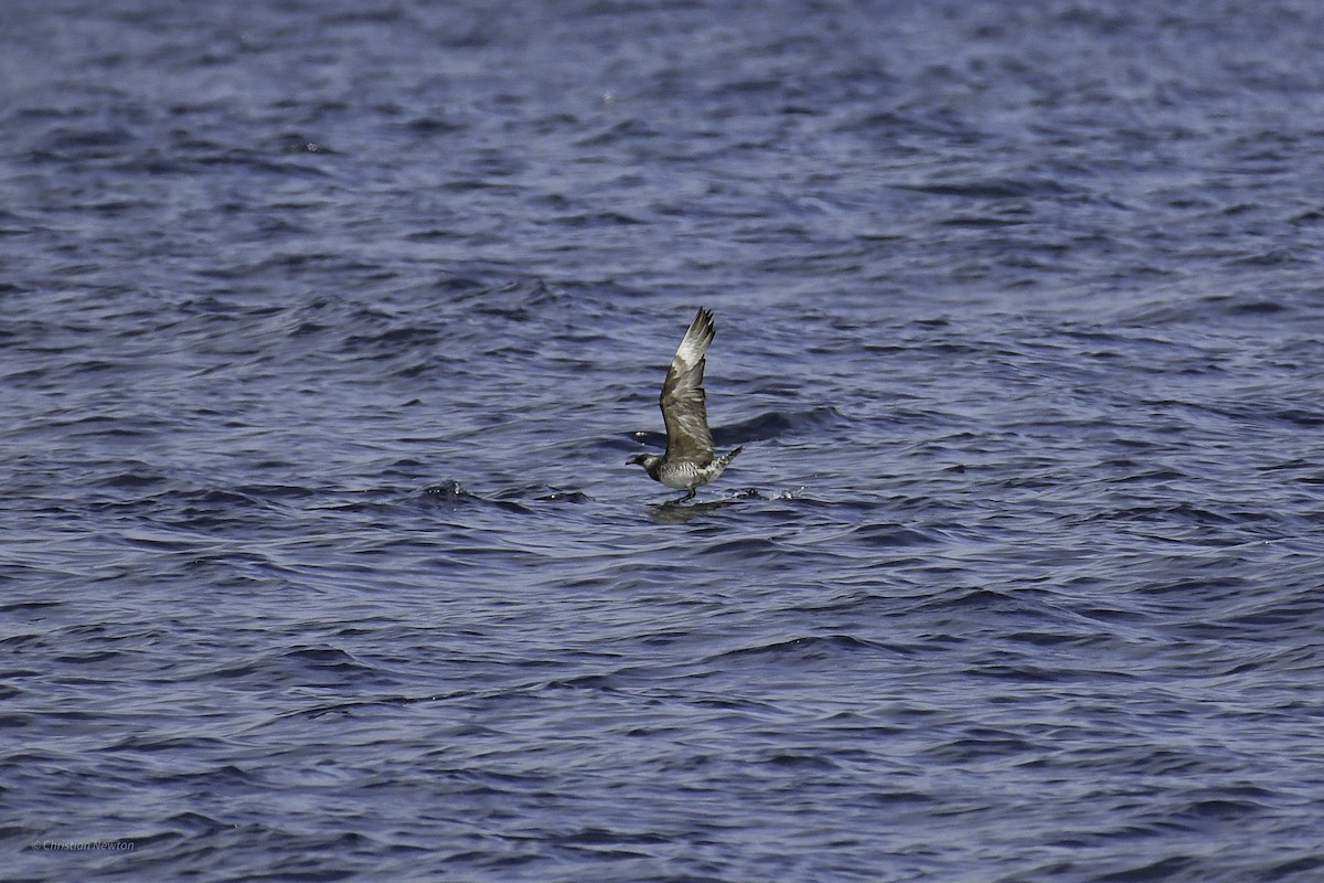 Pomarine Jaeger - ML632334624