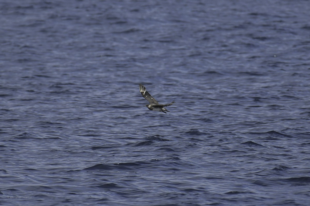 Pomarine Jaeger - ML632334625