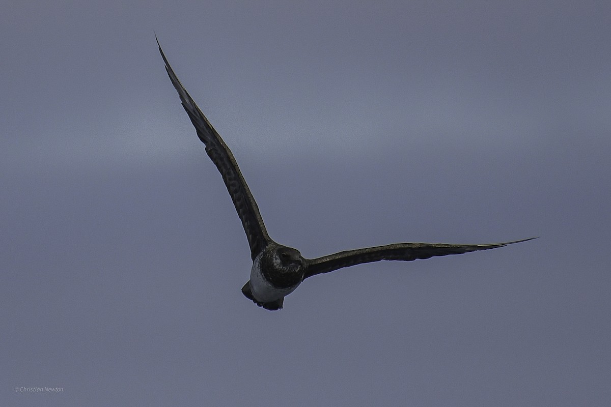 Pomarine Jaeger - ML632334634