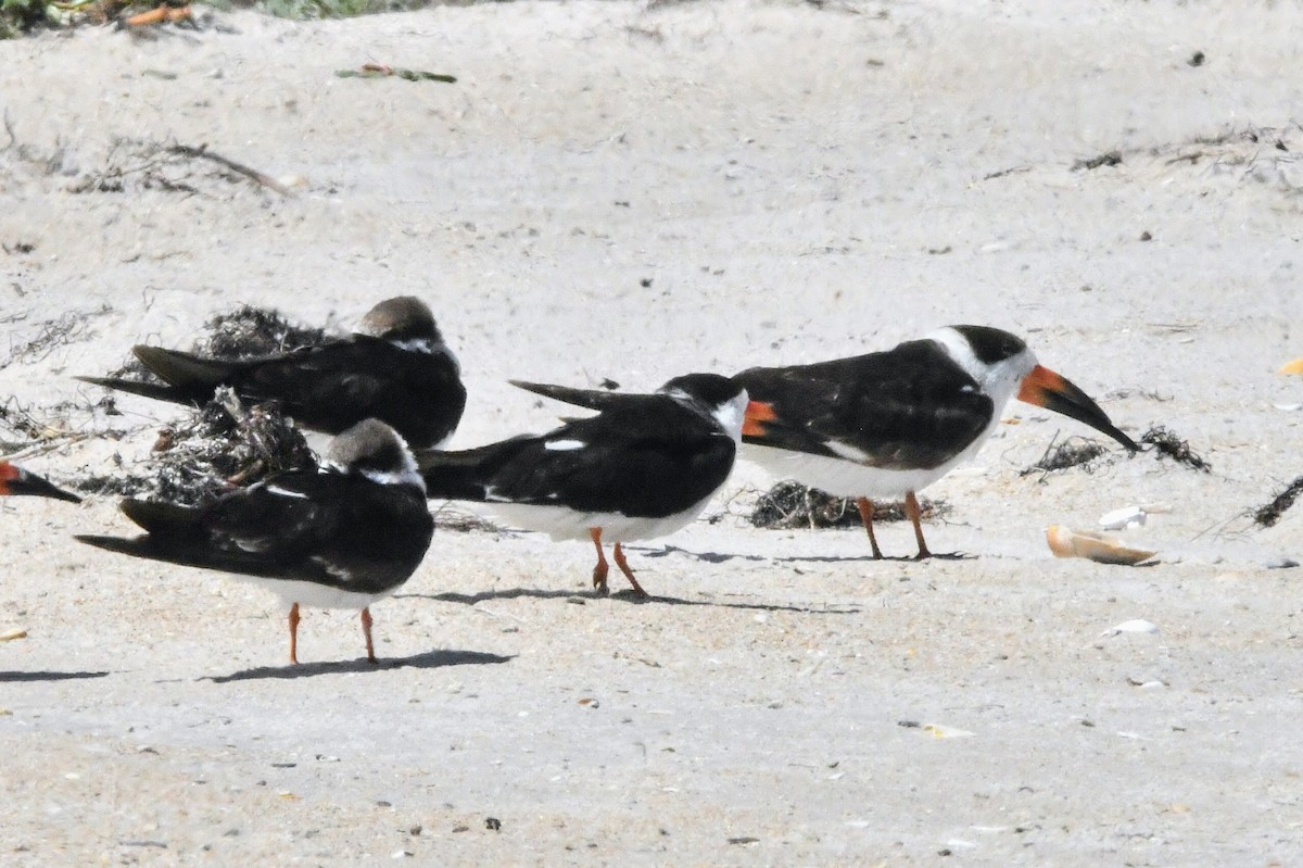 Black Skimmer - ML632334654