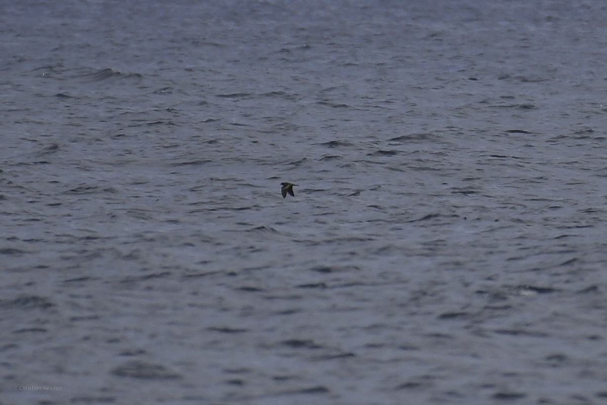 Black Storm-Petrel - ML632334707