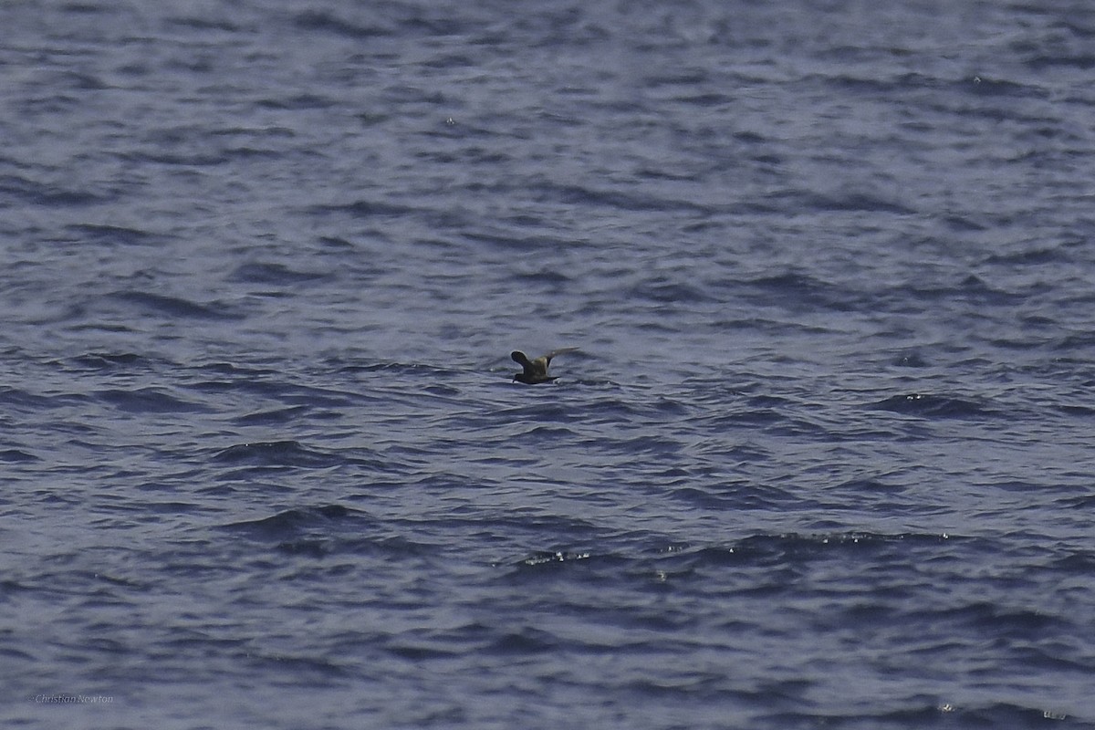 Black Storm-Petrel - ML632334708