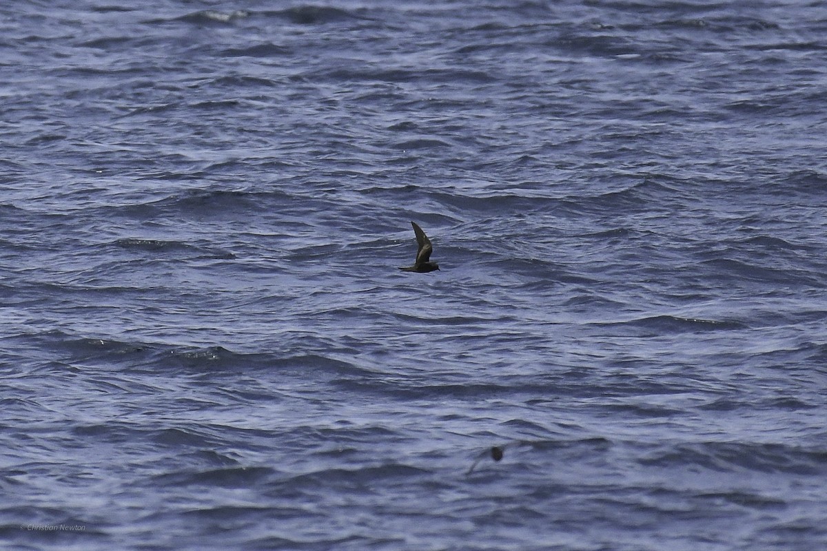 Black Storm-Petrel - ML632334709