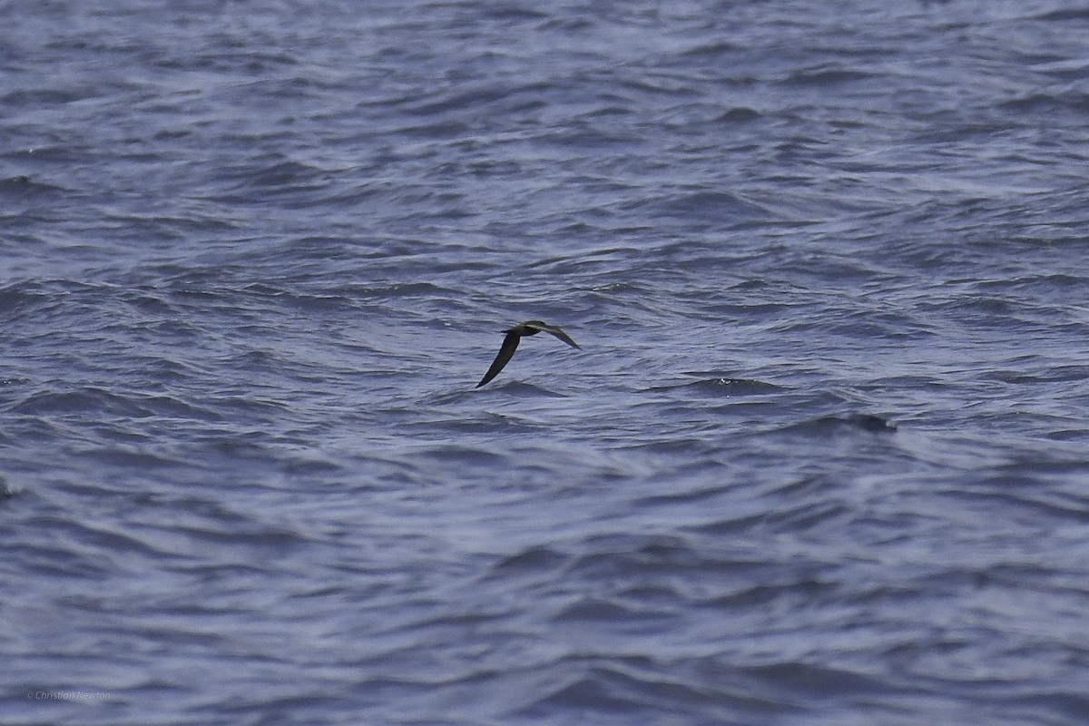 Black Storm-Petrel - ML632334710