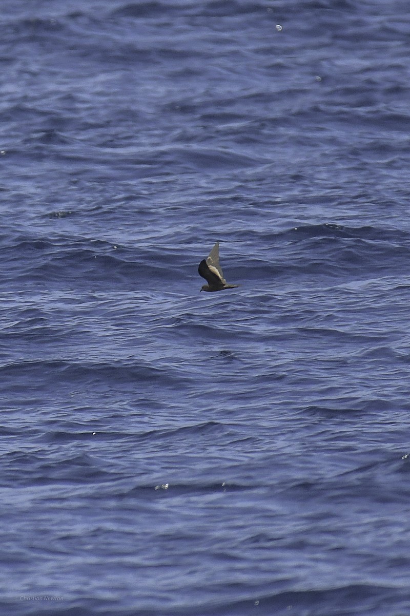 Black Storm-Petrel - ML632334711