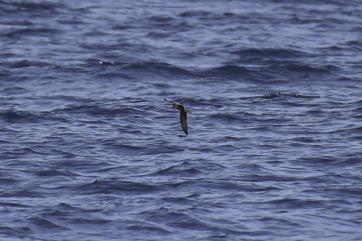 Black Storm-Petrel - ML632334712