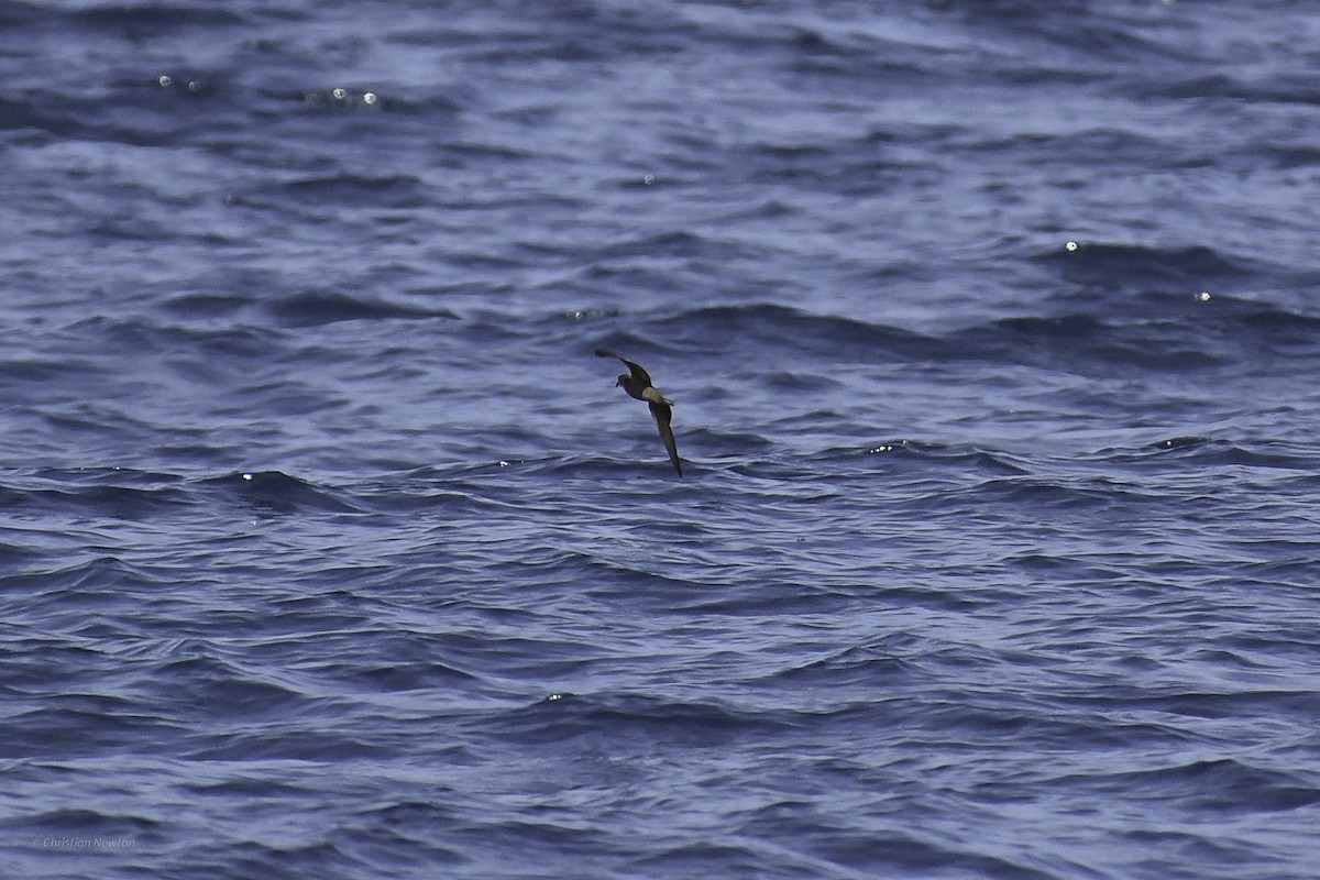 Black Storm-Petrel - ML632334713