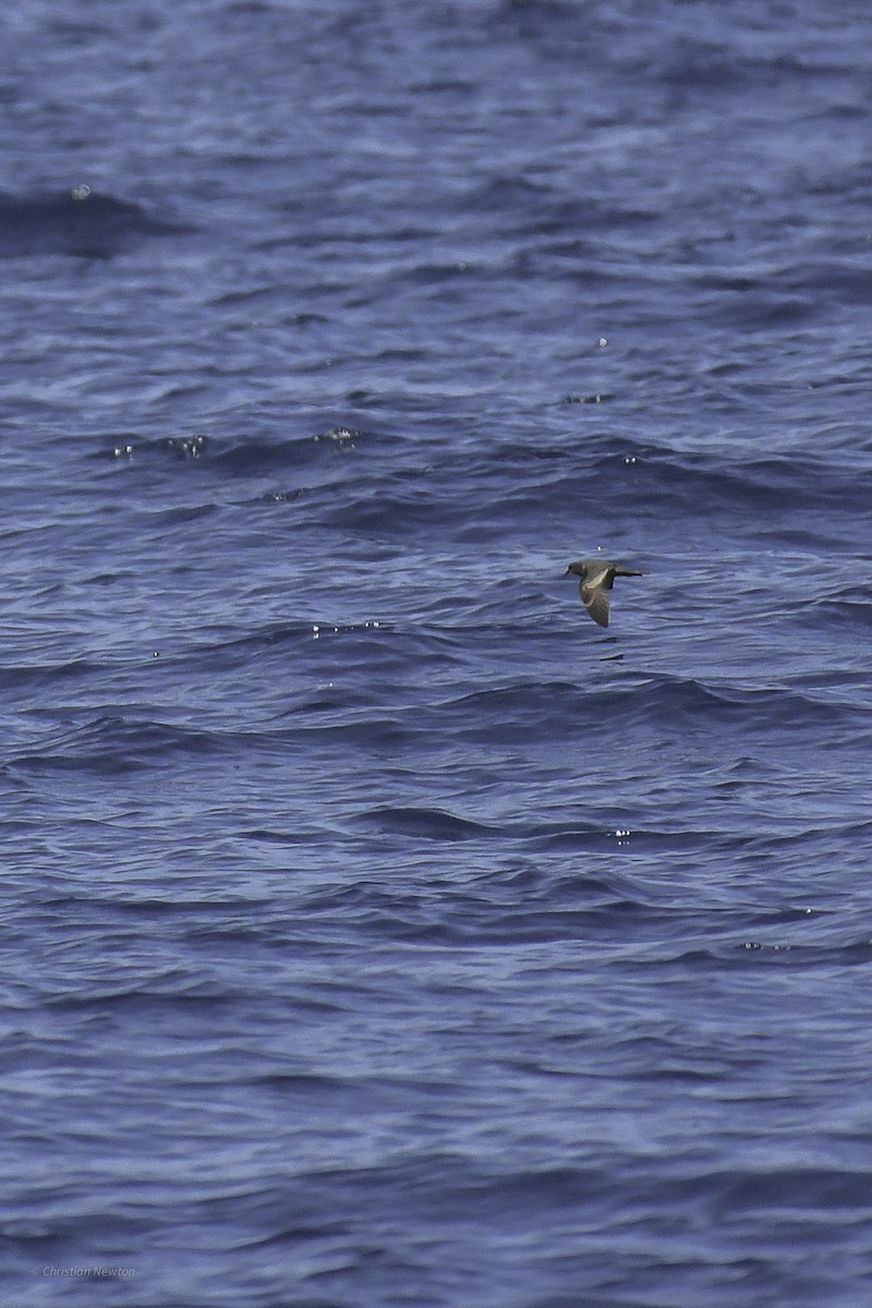 Black Storm-Petrel - ML632334714