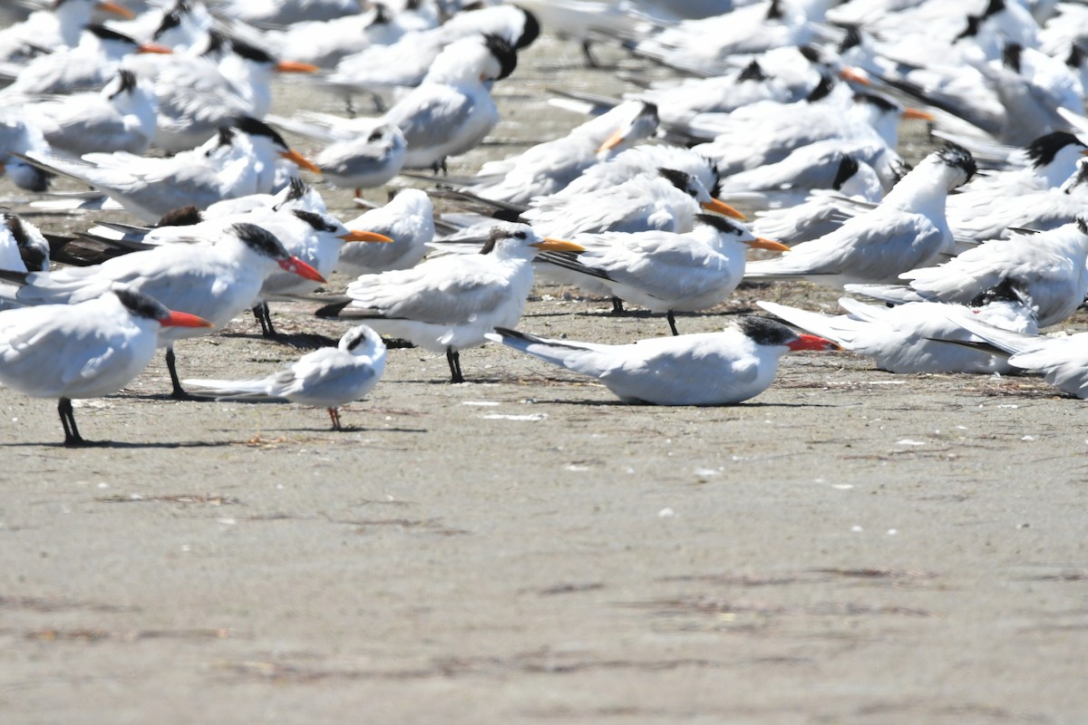 Royal Tern - ML632334716