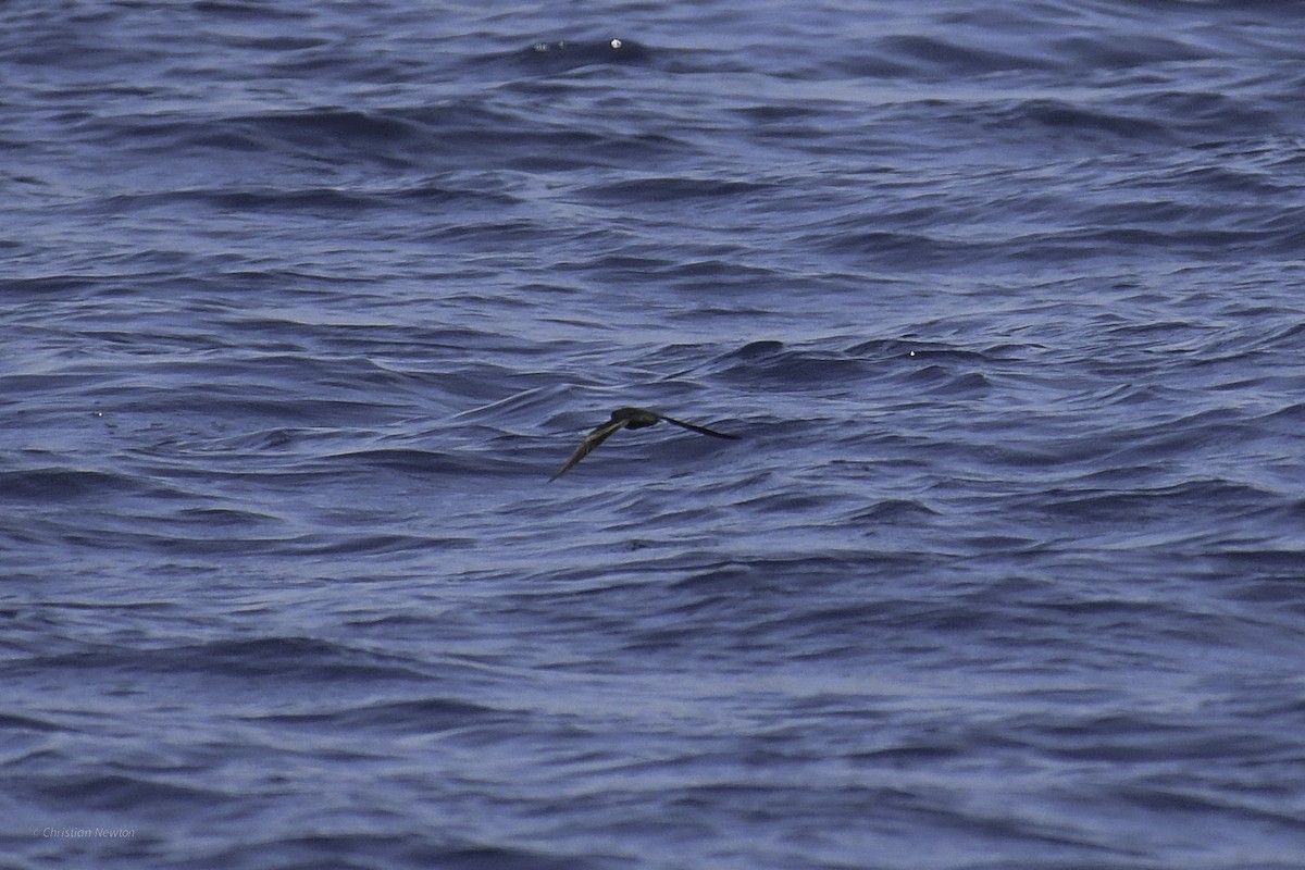 Black Storm-Petrel - ML632334738