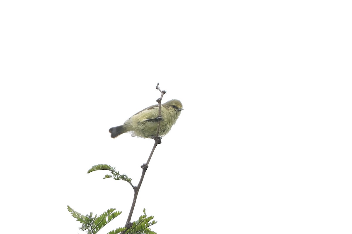 African Penduline-Tit - ML632334753