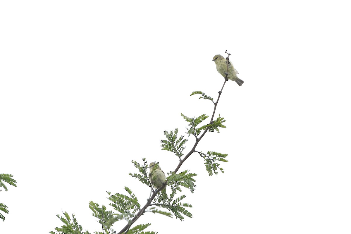 African Penduline-Tit - ML632334754