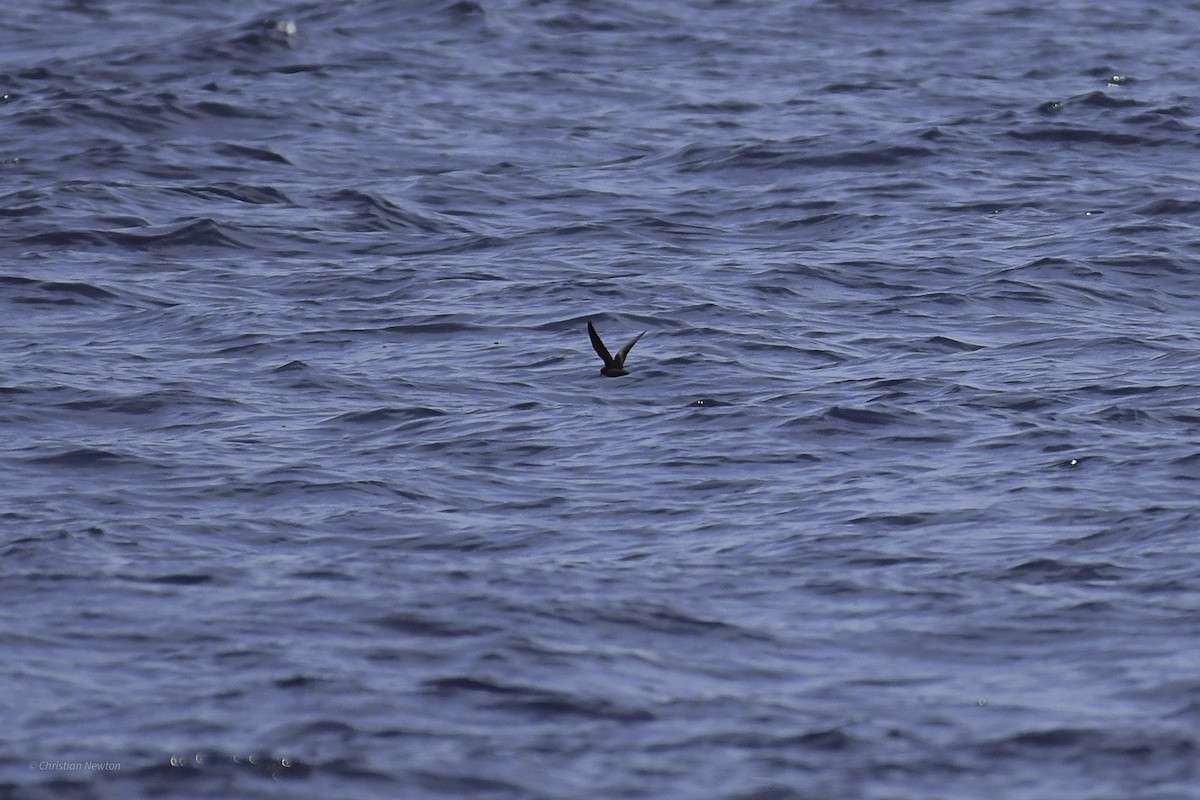 Least Storm-Petrel - ML632334756
