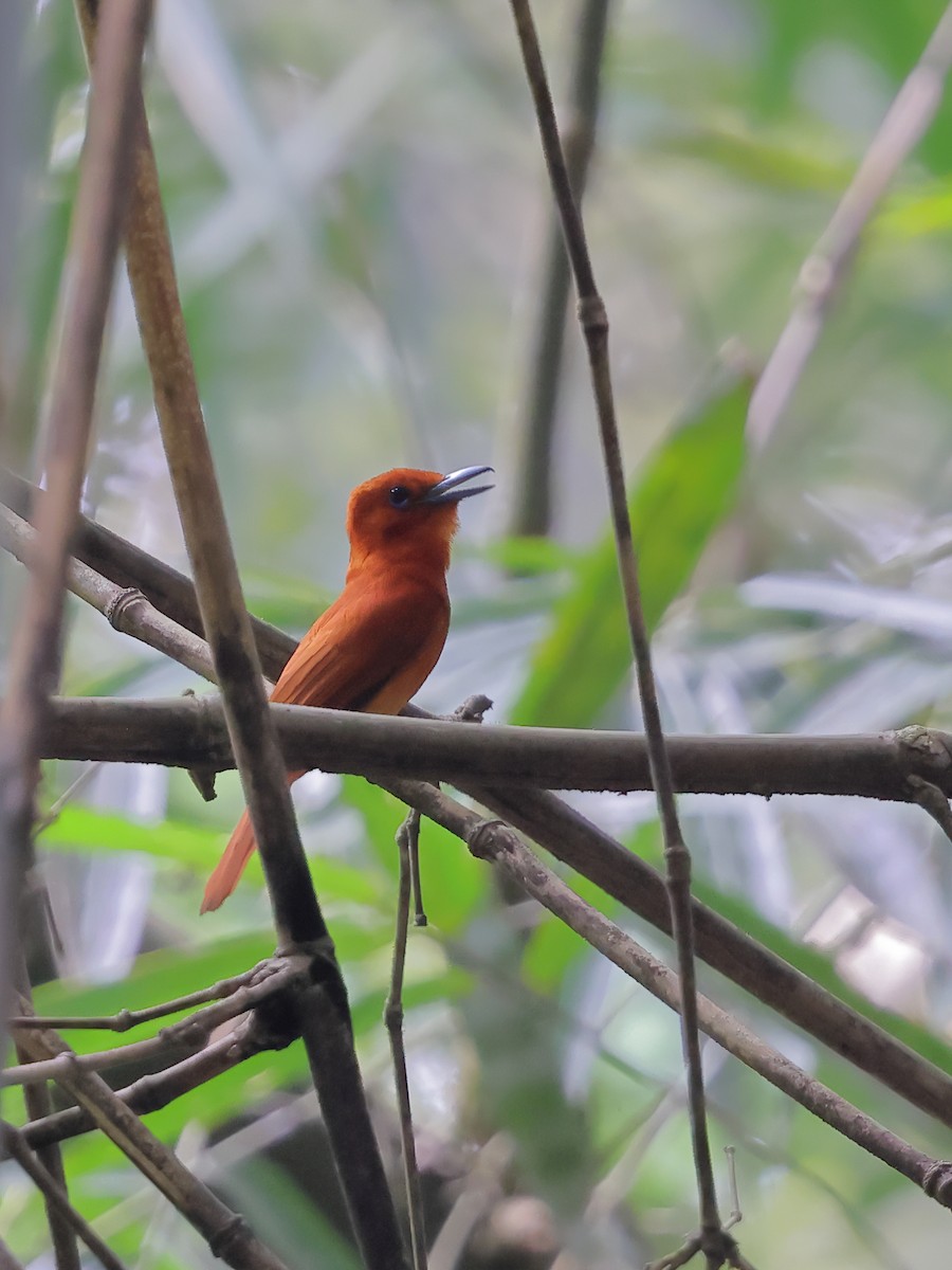 Rufous Paradise-Flycatcher - ML632334790