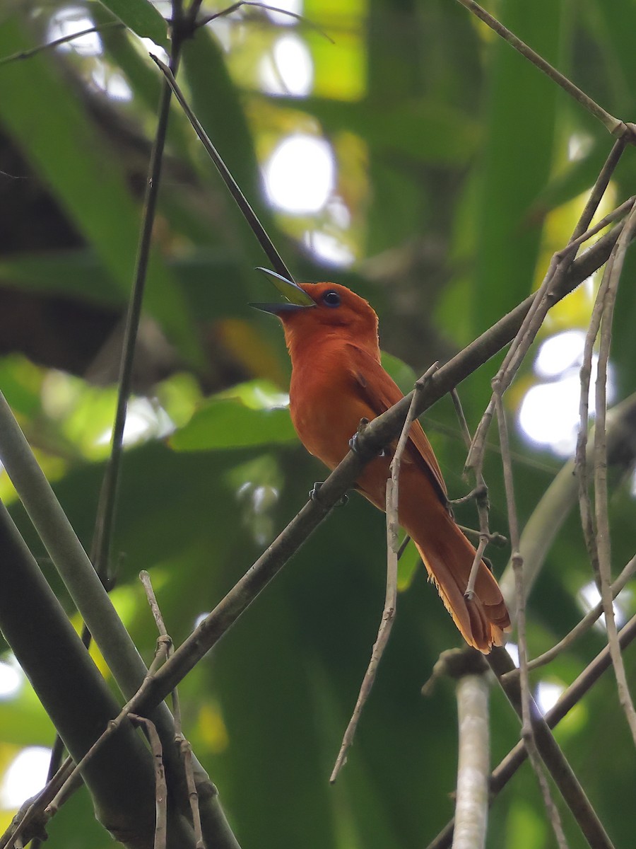 Rufous Paradise-Flycatcher - ML632334807