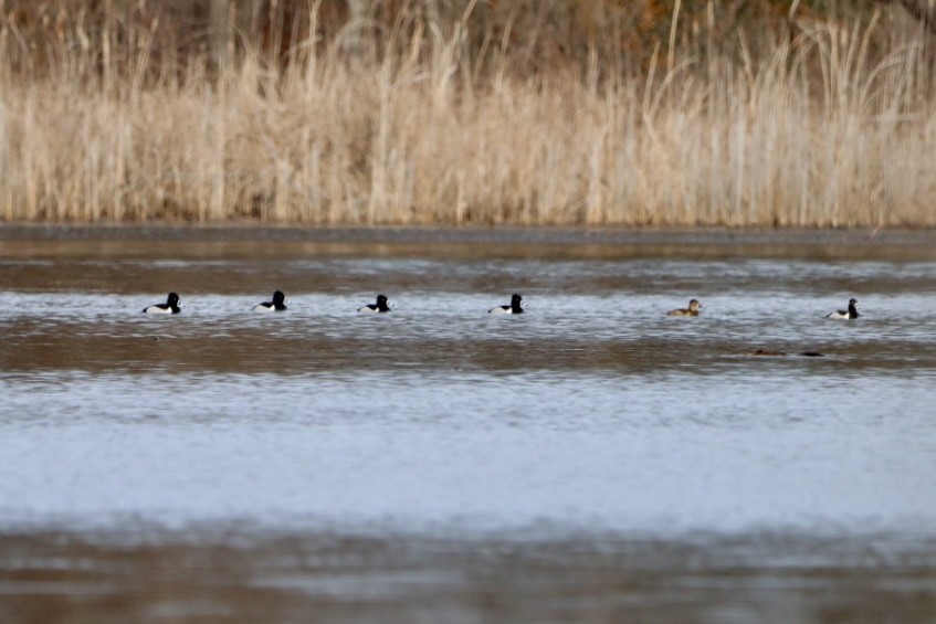 Ring-necked Duck - ML632334814
