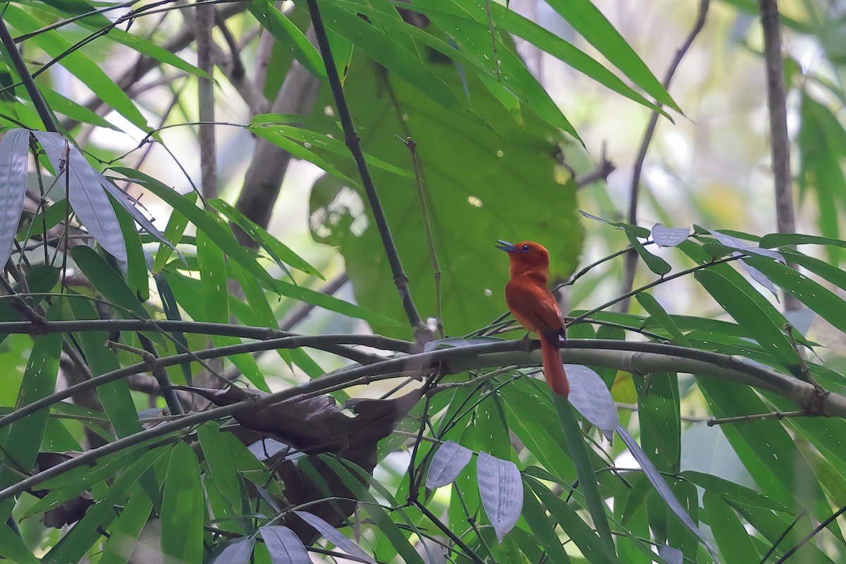 Rufous Paradise-Flycatcher - ML632334820
