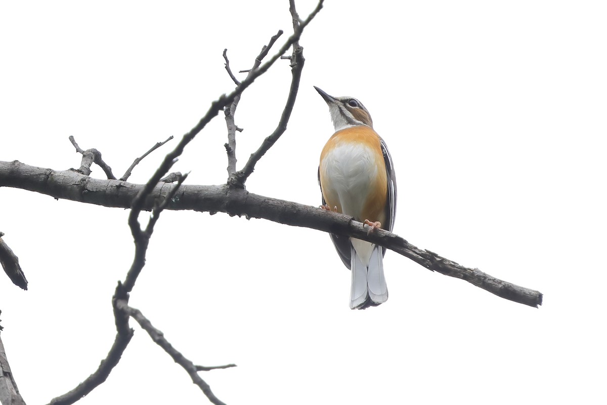 Miombo Scrub-Robin - ML632334872